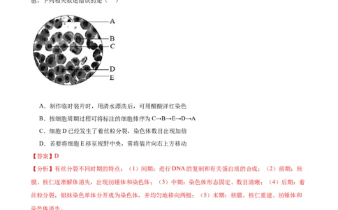 考点通关卷12细胞增殖（解析版）_新高考复习资料_2024年新高考复习资料_一轮复习资料_完2024年高考生物一轮复习考点通关卷（新高考）_考点通关卷12细胞增殖