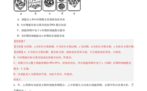 考点通关卷12细胞增殖（解析版）_2025年新高考资料_一轮复习_2025年高考生物一轮复习考点通关卷（新高考通用）_考点通关卷12细胞增殖-2025年高考生物一轮复习考点通关卷（新高考通用）