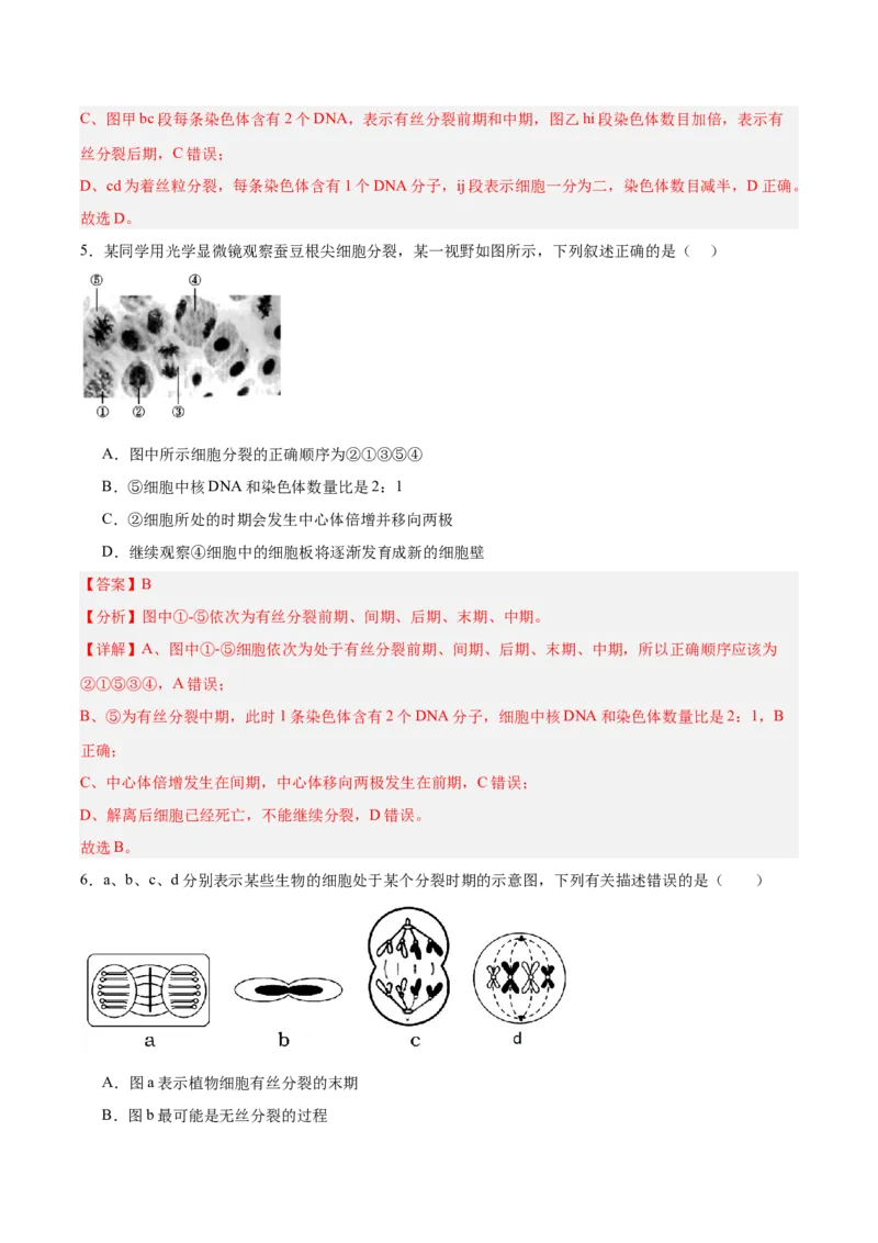 考点通关卷12细胞增殖（解析版）_2025年新高考资料_一轮复习_2025年高考生物一轮复习考点通关卷（新高考通用）_考点通关卷12细胞增殖-2025年高考生物一轮复习考点通关卷（新高考通用）