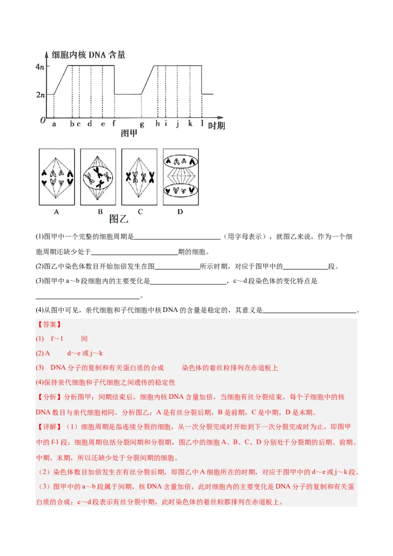 考点通关卷12细胞增殖（解析版）_2025年新高考资料_一轮复习_2025年高考生物一轮复习考点通关卷（新高考通用）_考点通关卷12细胞增殖-2025年高考生物一轮复习考点通关卷（新高考通用）