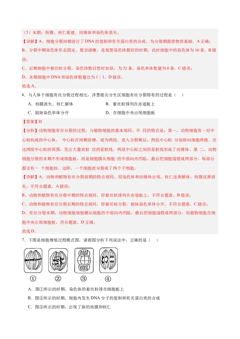 考点通关卷12细胞增殖（解析版）_2025年新高考资料_一轮复习_2025年高考生物一轮复习考点通关卷（新高考通用）_考点通关卷12细胞增殖-2025年高考生物一轮复习考点通关卷（新高考通用）
