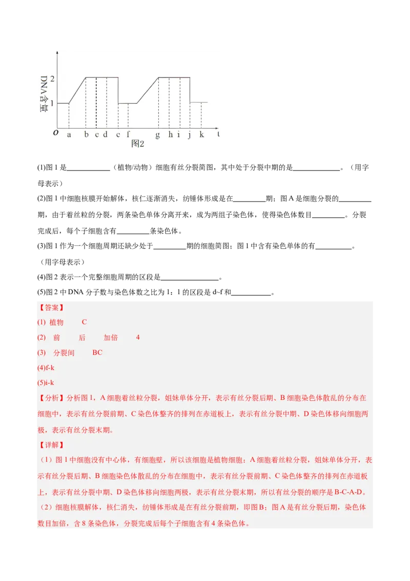 考点通关卷12细胞增殖（解析版）_2025年新高考资料_一轮复习_2025年高考生物一轮复习考点通关卷（新高考通用）_考点通关卷12细胞增殖-2025年高考生物一轮复习考点通关卷（新高考通用）
