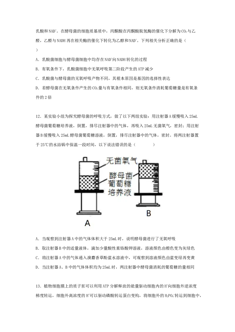 考点11细胞呼吸（核心考点讲与练）-2023年高考生物一轮复习讲练测（全国通用）（原卷版）_通用版（老高考）复习资料_2023年复习资料_一轮复习