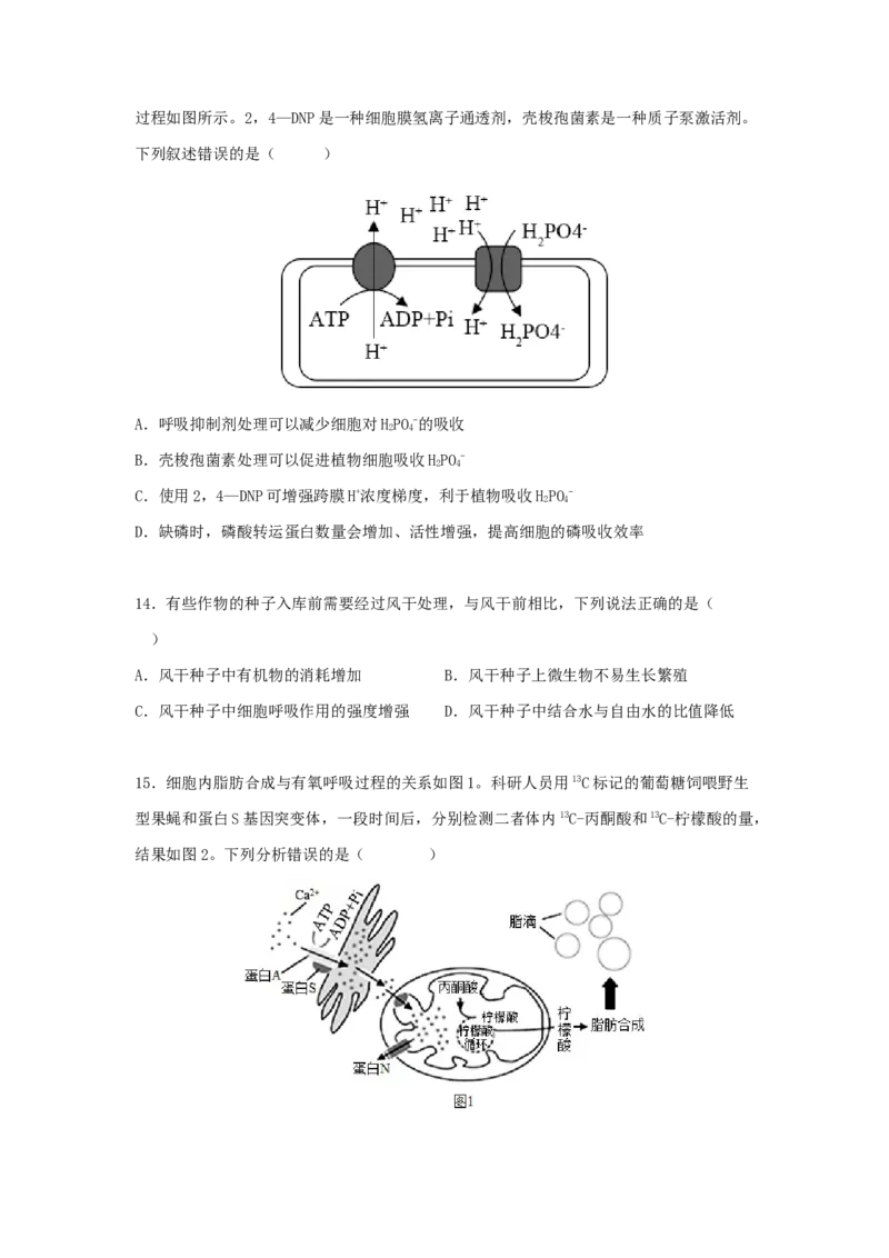 考点11细胞呼吸（核心考点讲与练）-2023年高考生物一轮复习讲练测（全国通用）（原卷版）_通用版（老高考）复习资料_2023年复习资料_一轮复习
