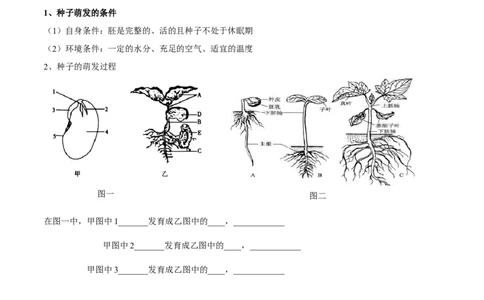 专题三绿色开花植物的一生-2023年中考生物核心考点必背合集_6生物中考复习_2023年中考复习资料_专项复习_2023年中考生物核心考点必背合集-----