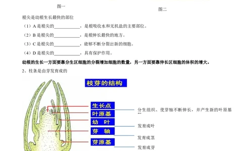 专题三绿色开花植物的一生-2023年中考生物核心考点必背合集_6生物中考复习_2023年中考复习资料_专项复习_2023年中考生物核心考点必背合集-----