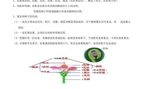 专题三绿色开花植物的一生-2023年中考生物核心考点必背合集_6生物中考复习_2023年中考复习资料_专项复习_2023年中考生物核心考点必背合集-----