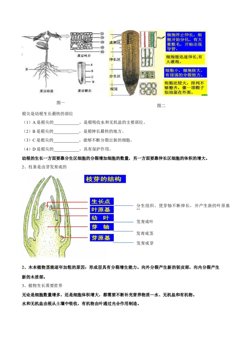专题三绿色开花植物的一生-2023年中考生物核心考点必背合集_6生物中考复习_2023年中考复习资料_专项复习_2023年中考生物核心考点必背合集-----