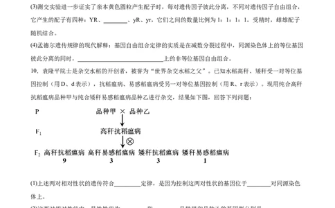 考点通关卷16基因的自由组合定律（原卷版）_2025年新高考资料_一轮复习_2025年高考生物一轮复习考点通关卷（新高考通用）