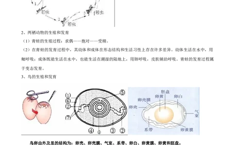 专题十一生物的生殖和发育-2023年中考生物核心考点必背合集_6生物中考复习_2023年中考复习资料_专项复习_2023年中考生物核心考点必背合集-----