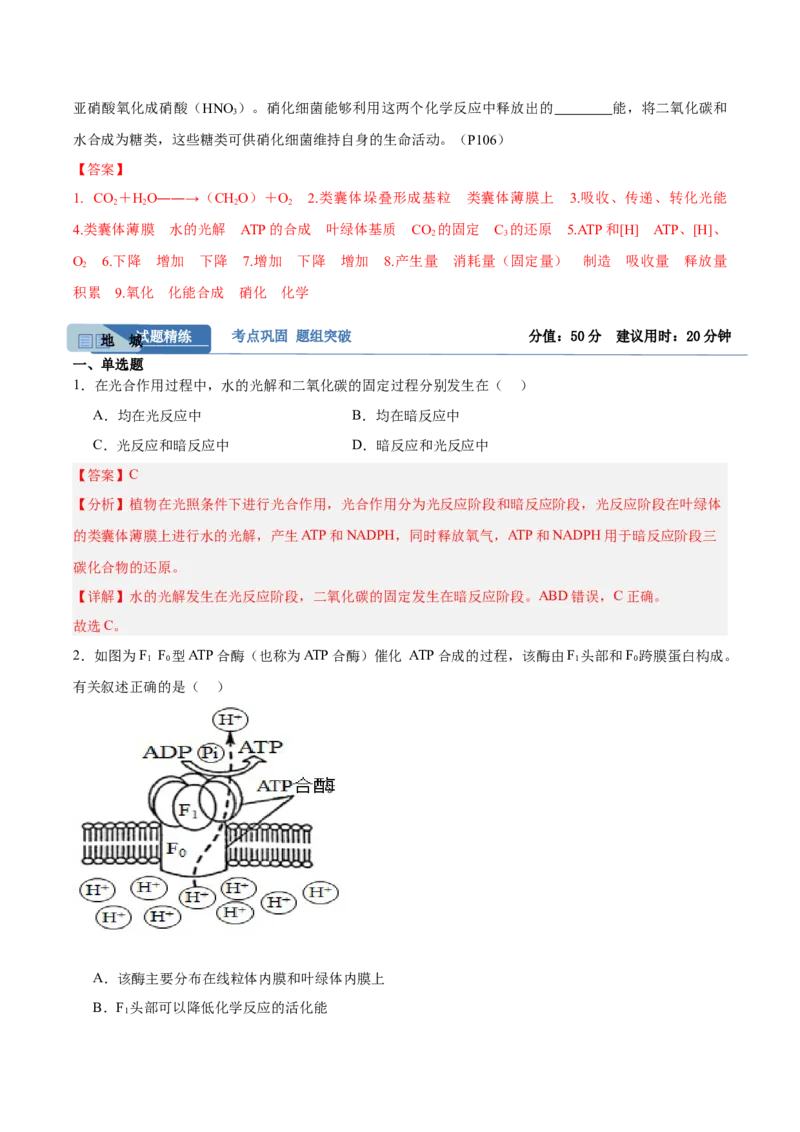 考点通关卷10光合作用（解析版）_新高考复习资料_2025年新高考资料_2025年高考生物一轮复习考点通关卷（新高考通用）