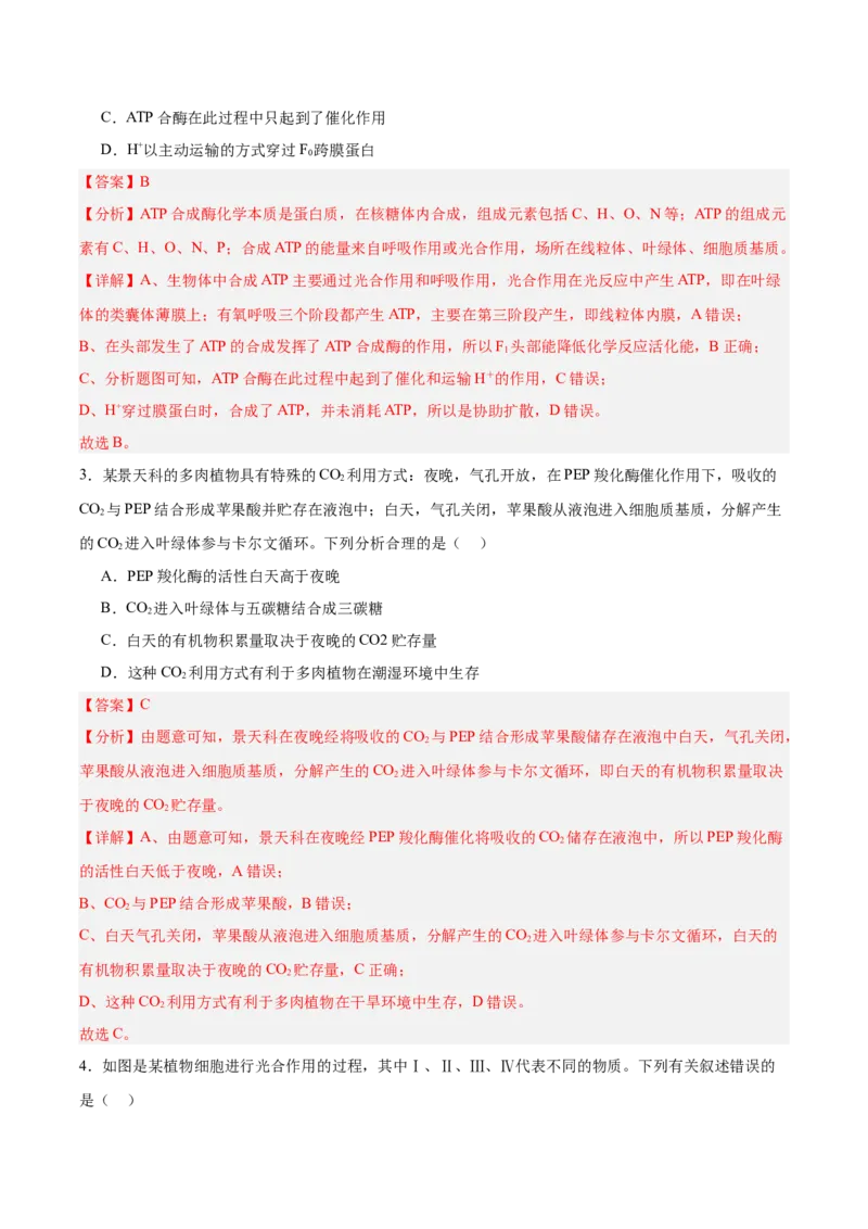 考点通关卷10光合作用（解析版）_新高考复习资料_2025年新高考资料_2025年高考生物一轮复习考点通关卷（新高考通用）