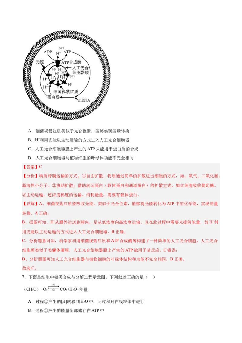考点通关卷10光合作用（解析版）_新高考复习资料_2025年新高考资料_2025年高考生物一轮复习考点通关卷（新高考通用）
