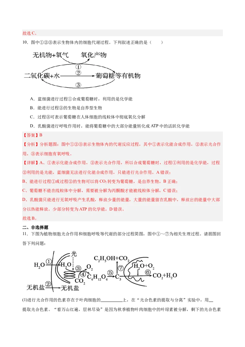 考点通关卷10光合作用（解析版）_新高考复习资料_2025年新高考资料_2025年高考生物一轮复习考点通关卷（新高考通用）