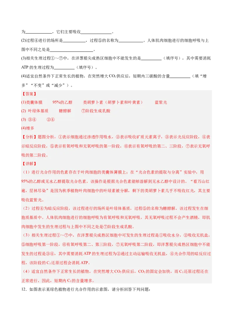 考点通关卷10光合作用（解析版）_新高考复习资料_2025年新高考资料_2025年高考生物一轮复习考点通关卷（新高考通用）