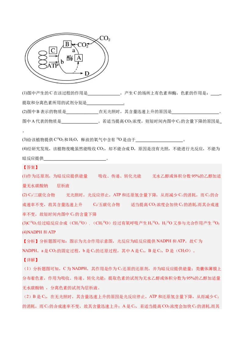 考点通关卷10光合作用（解析版）_新高考复习资料_2025年新高考资料_2025年高考生物一轮复习考点通关卷（新高考通用）