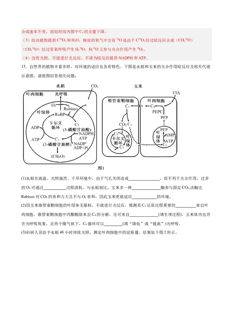 考点通关卷10光合作用（解析版）_新高考复习资料_2025年新高考资料_2025年高考生物一轮复习考点通关卷（新高考通用）