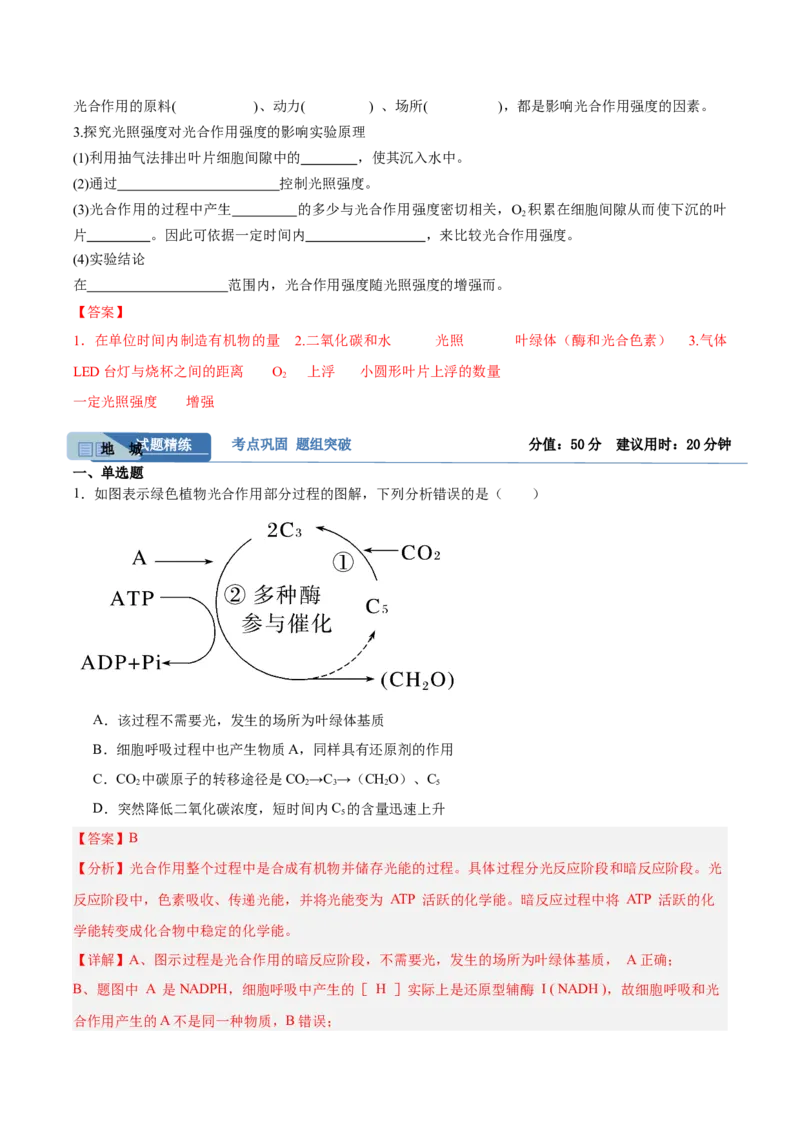 考点通关卷10光合作用（解析版）_新高考复习资料_2025年新高考资料_2025年高考生物一轮复习考点通关卷（新高考通用）
