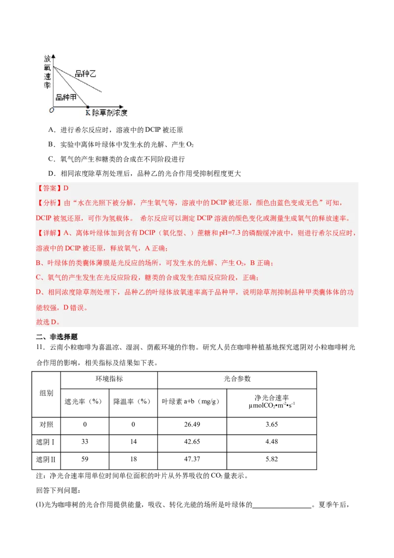 考点通关卷10光合作用（解析版）_新高考复习资料_2025年新高考资料_2025年高考生物一轮复习考点通关卷（新高考通用）