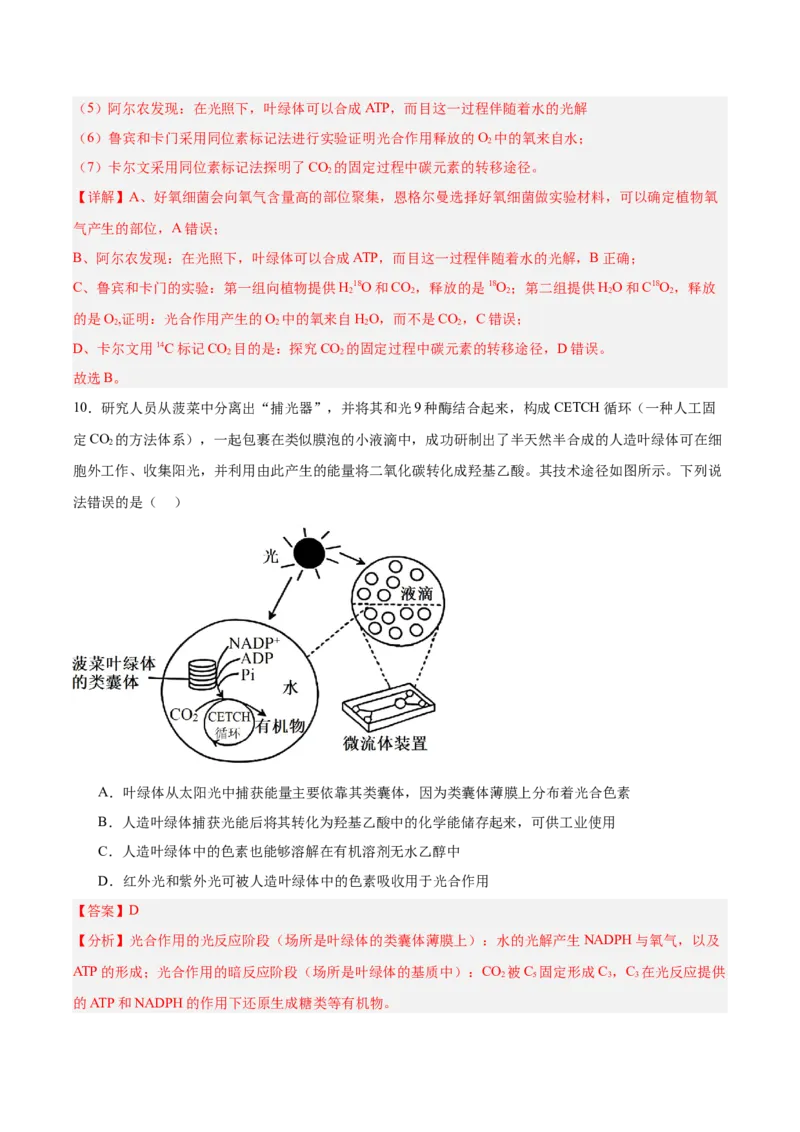 考点通关卷10光合作用（解析版）_新高考复习资料_2025年新高考资料_2025年高考生物一轮复习考点通关卷（新高考通用）