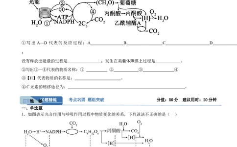 考点通关卷11细胞代谢综合分析（原卷版）_2025年新高考资料_一轮复习_2025年高考生物一轮复习考点通关卷（新高考通用）