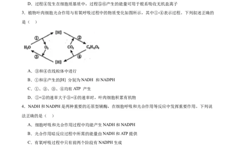考点通关卷11细胞代谢综合分析（原卷版）_2025年新高考资料_一轮复习_2025年高考生物一轮复习考点通关卷（新高考通用）