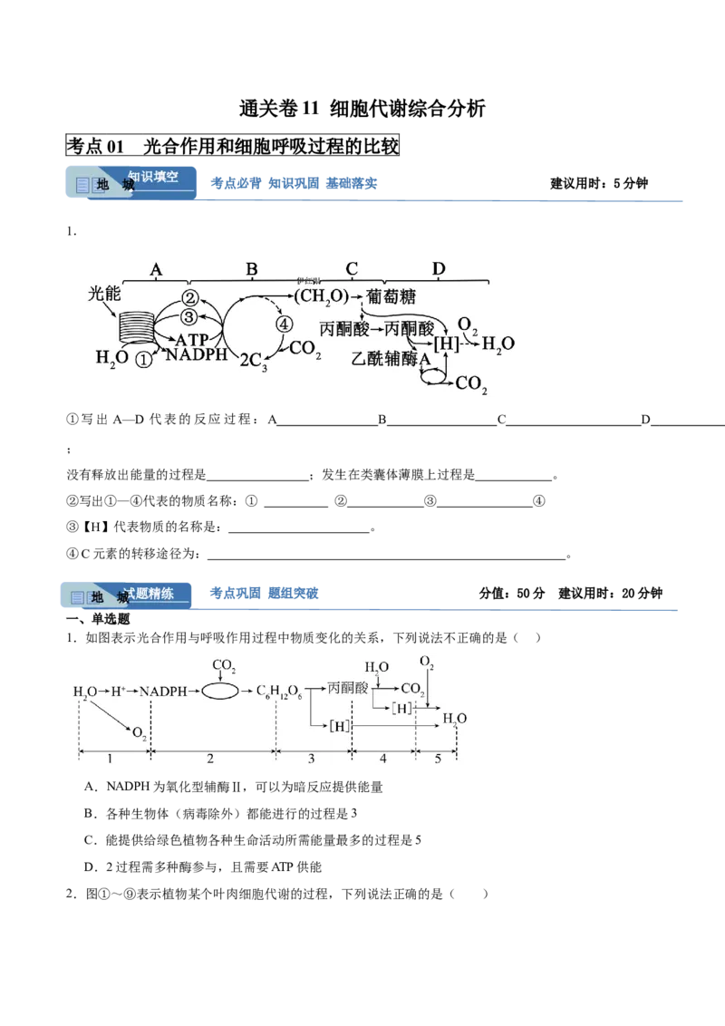 考点通关卷11细胞代谢综合分析（原卷版）_2025年新高考资料_一轮复习_2025年高考生物一轮复习考点通关卷（新高考通用）