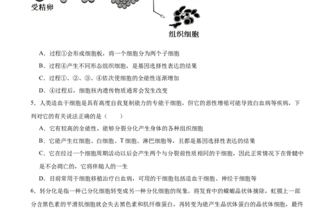 考点通关卷14细胞分化、衰老、凋亡和癌变（原卷版）_2025年新高考资料_一轮复习_2025年高考生物一轮复习考点通关卷（新高考通用）