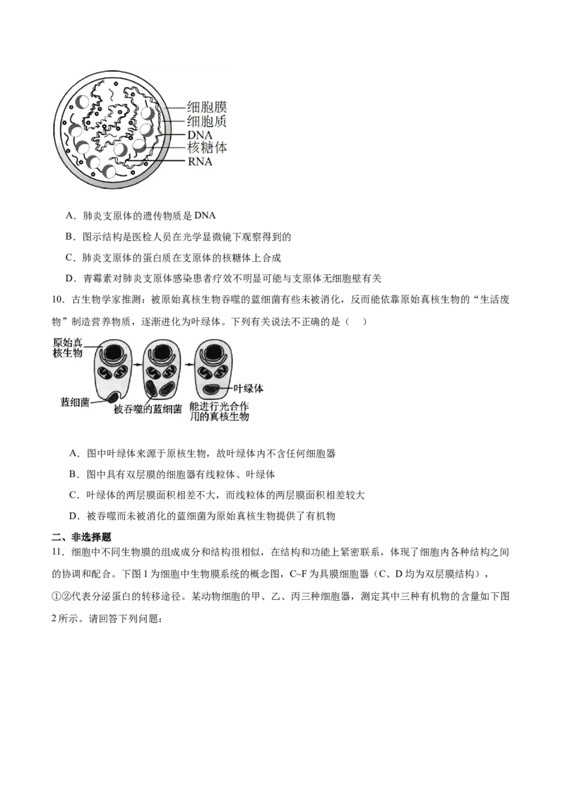 考点通关卷06细胞器和生物膜系统（原卷版）_2025年新高考资料_一轮复习_2025年高考生物一轮复习考点通关卷（新高考通用）