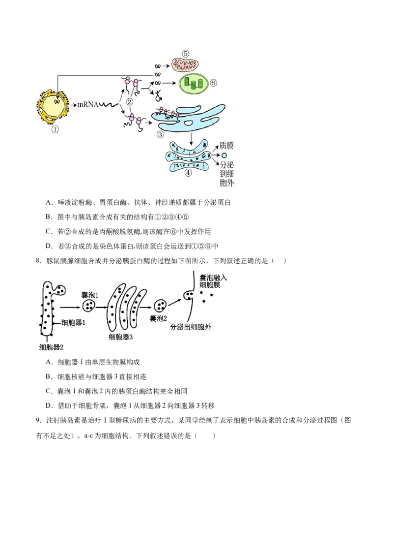 考点通关卷06细胞器和生物膜系统（原卷版）_2025年新高考资料_一轮复习_2025年高考生物一轮复习考点通关卷（新高考通用）