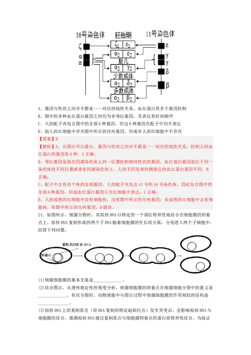 考点19DNA的分子结构、复制和基因本质（解析版）_通用版（老高考）复习资料_2023年复习资料_一轮复习_2023年高考生物一轮复习讲练测（全国通用）