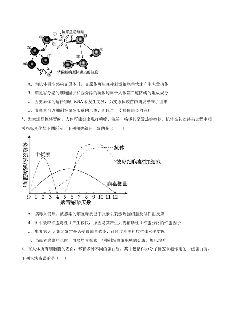 考点通关卷27免疫调节（原卷版）_2025年新高考资料_一轮复习_2025年高考生物一轮复习考点通关卷（新高考通用）