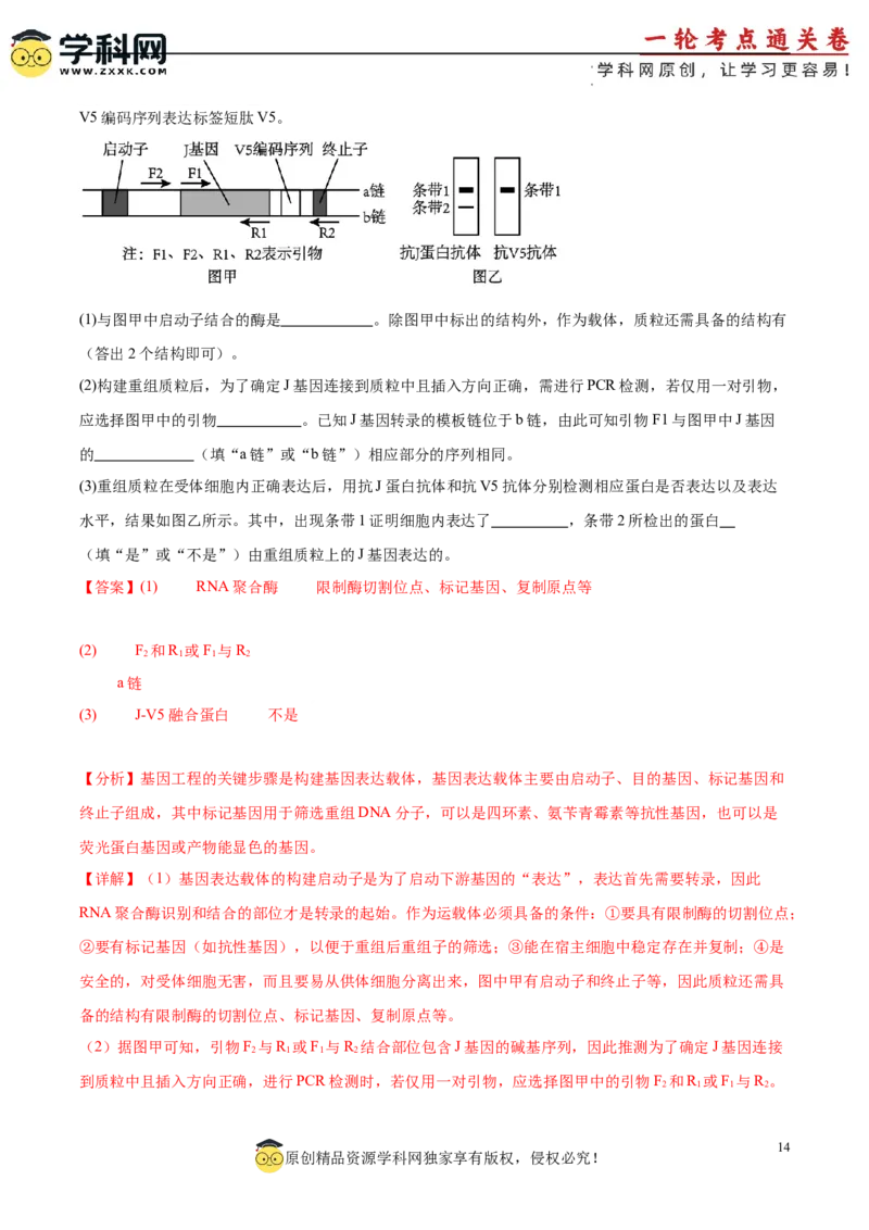 考点通关卷36基因工程（解析版）_新高考复习资料_2024年新高考复习资料_一轮复习资料_完2024年高考生物一轮复习考点通关卷（新高考）_考点通关卷36基因工程
