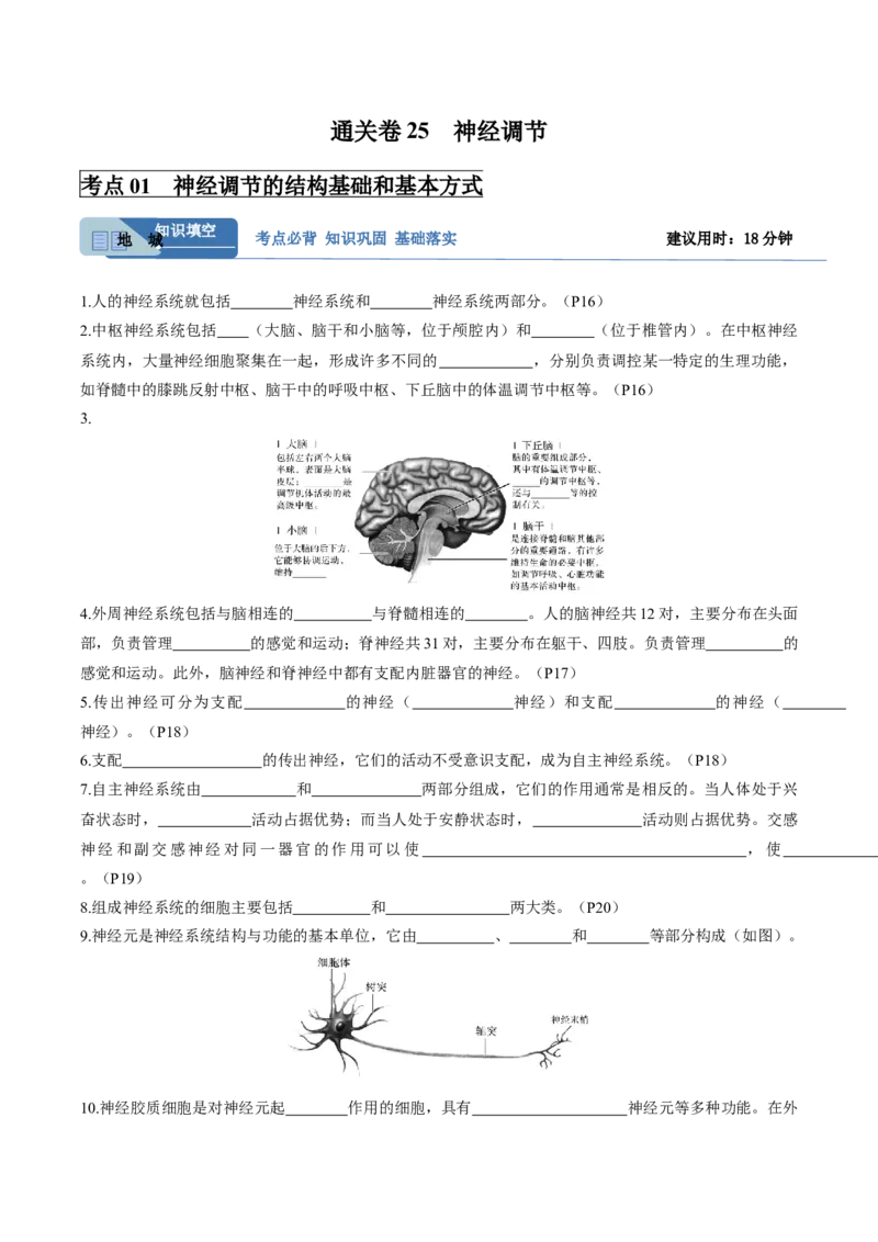 考点通关卷25神经调节（解析版）_2025年新高考资料_一轮复习_2025年高考生物一轮复习考点通关卷（新高考通用）_考点通关卷25神经调节-2025年高考生物一轮复习考点通关卷（新高考通用）
