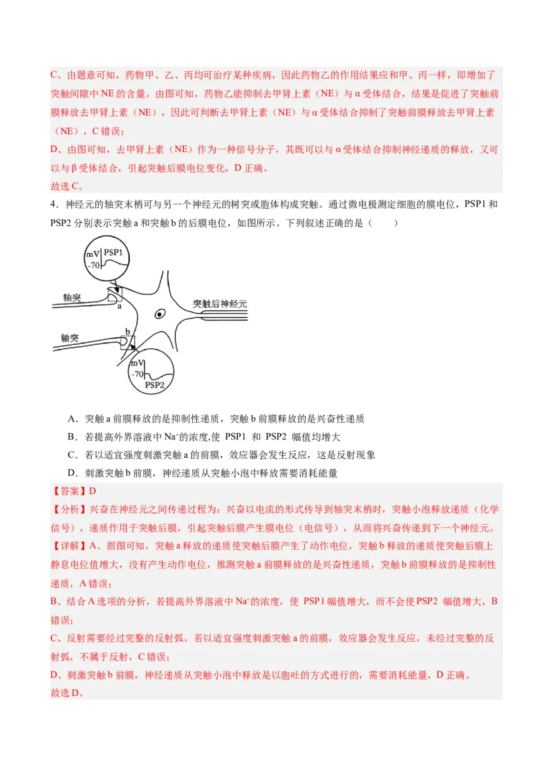 考点通关卷25神经调节（解析版）_2025年新高考资料_一轮复习_2025年高考生物一轮复习考点通关卷（新高考通用）_考点通关卷25神经调节-2025年高考生物一轮复习考点通关卷（新高考通用）