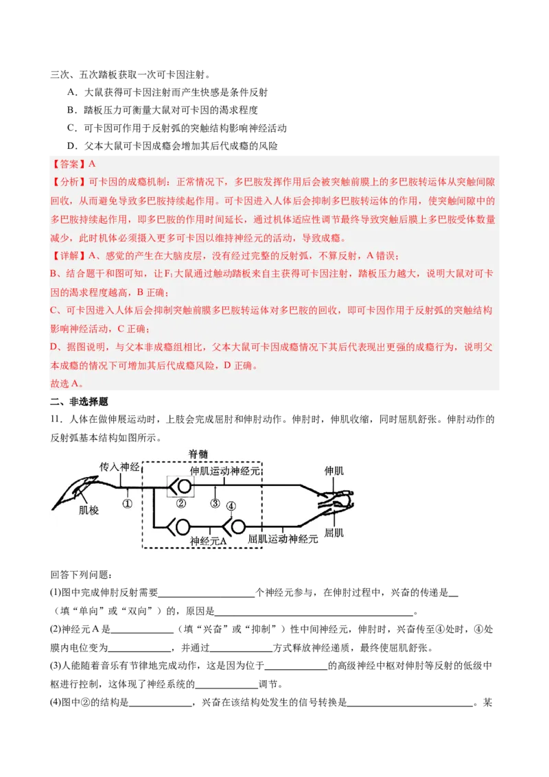 考点通关卷25神经调节（解析版）_2025年新高考资料_一轮复习_2025年高考生物一轮复习考点通关卷（新高考通用）_考点通关卷25神经调节-2025年高考生物一轮复习考点通关卷（新高考通用）