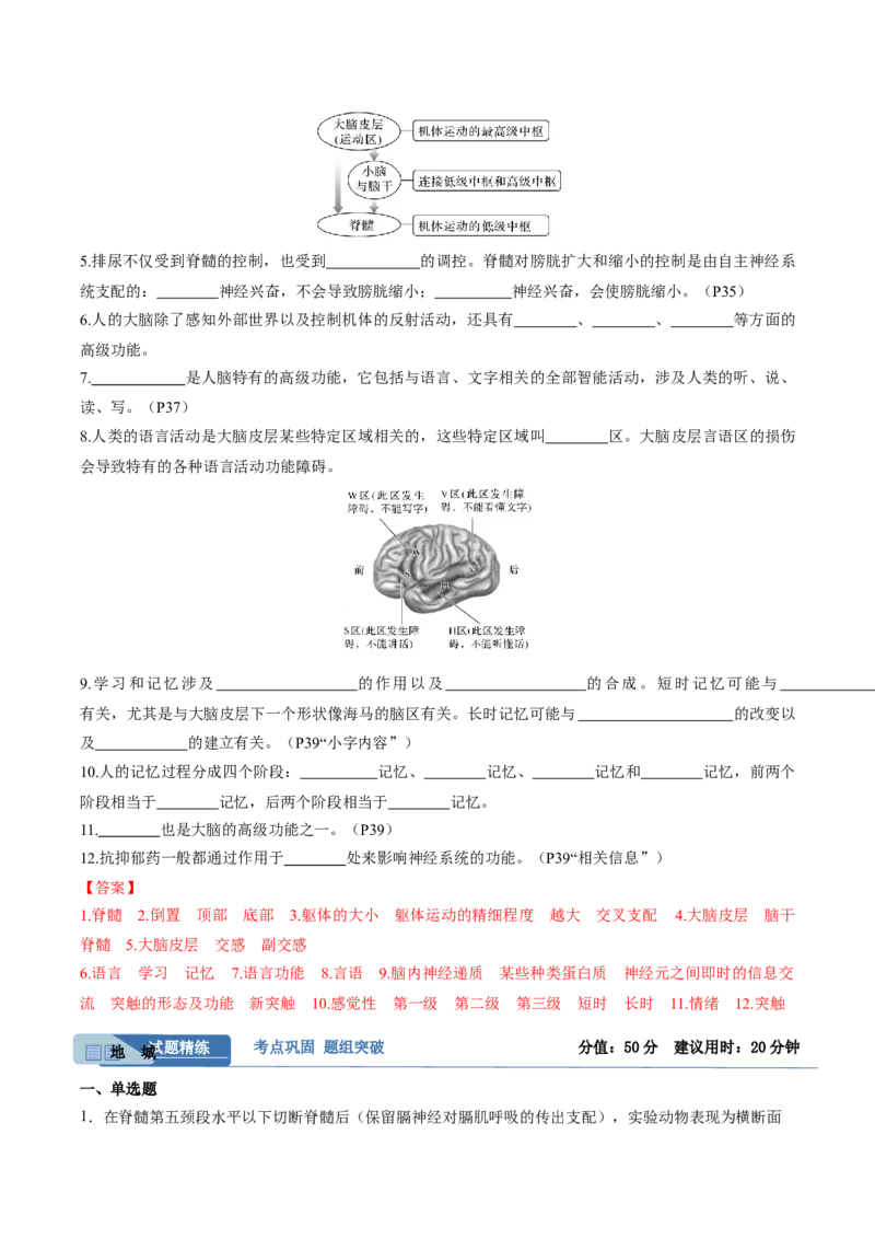 考点通关卷25神经调节（解析版）_2025年新高考资料_一轮复习_2025年高考生物一轮复习考点通关卷（新高考通用）_考点通关卷25神经调节-2025年高考生物一轮复习考点通关卷（新高考通用）