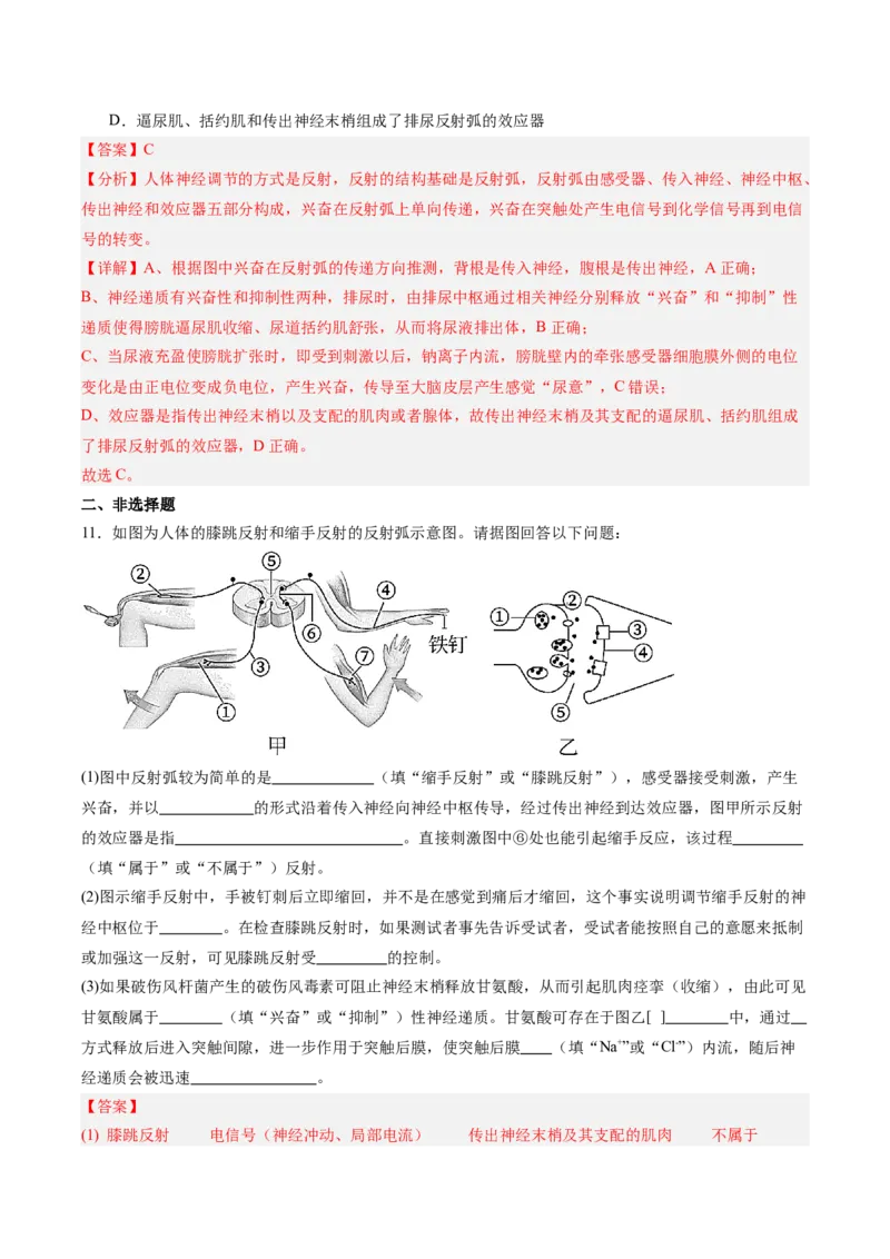 考点通关卷25神经调节（解析版）_2025年新高考资料_一轮复习_2025年高考生物一轮复习考点通关卷（新高考通用）_考点通关卷25神经调节-2025年高考生物一轮复习考点通关卷（新高考通用）