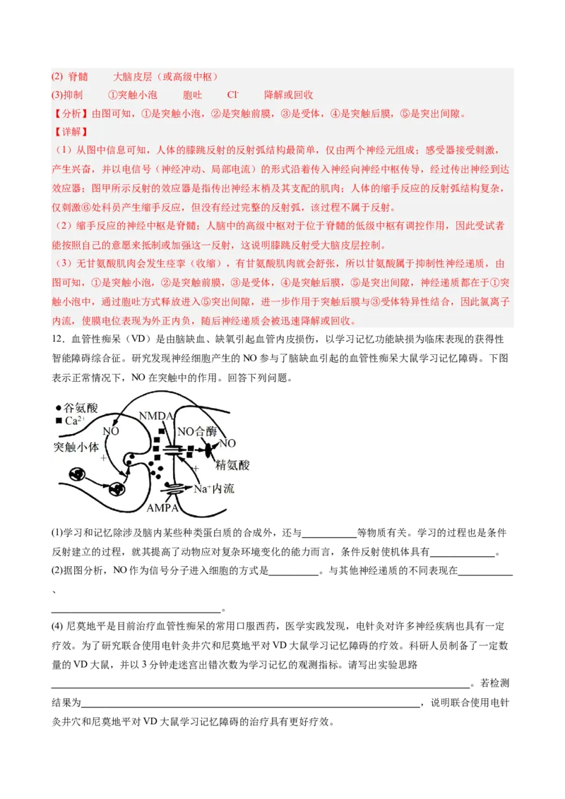 考点通关卷25神经调节（解析版）_2025年新高考资料_一轮复习_2025年高考生物一轮复习考点通关卷（新高考通用）_考点通关卷25神经调节-2025年高考生物一轮复习考点通关卷（新高考通用）