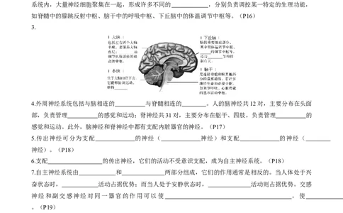 考点通关卷25神经调节（解析版）_2025年新高考资料_一轮复习_2025年高考生物一轮复习考点通关卷（新高考通用）_考点通关卷25神经调节-2025年高考生物一轮复习考点通关卷（新高考通用）
