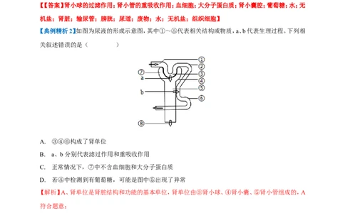 名师导航专题13人体内废物的排出--2026年中考生物一轮复习学案（解析版）_6生物中考复习_2026年中考复习（更新中）_2026年中考生物一轮复习学案（原版卷+解析版）