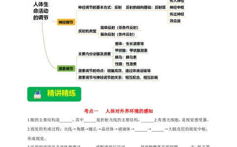 名师导航专题14人体生命活动的调节--2026年中考生物一轮复习学案（解析版）_6生物中考复习_2026年中考复习（更新中）_2026年中考生物一轮复习学案（原版卷+解析版）