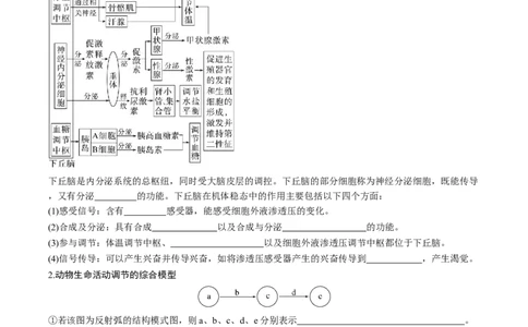 考点通关卷28动物生命活动调节的综合（原卷版）_2025年新高考资料_一轮复习_2025年高考生物一轮复习考点通关卷（新高考通用）