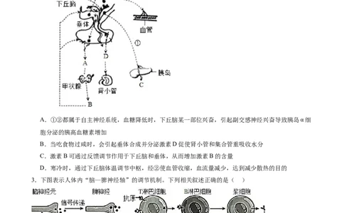考点通关卷28动物生命活动调节的综合（原卷版）_2025年新高考资料_一轮复习_2025年高考生物一轮复习考点通关卷（新高考通用）