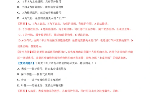 名师导航专题06绿色植物与生物圈中的水循环--2026年中考生物一轮复习学案（解析版）_6生物中考复习_2026年中考复习（更新中）_2026年中考生物一轮复习学案（原版卷+解析版）