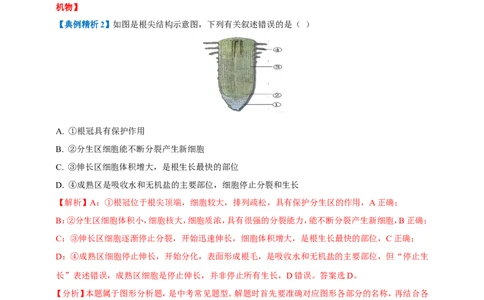 名师导航专题05被子植物的一生--2026年中考生物一轮复习学案（解析版）_6生物中考复习_2026年中考复习（更新中）_2026年中考生物一轮复习学案（原版卷+解析版）