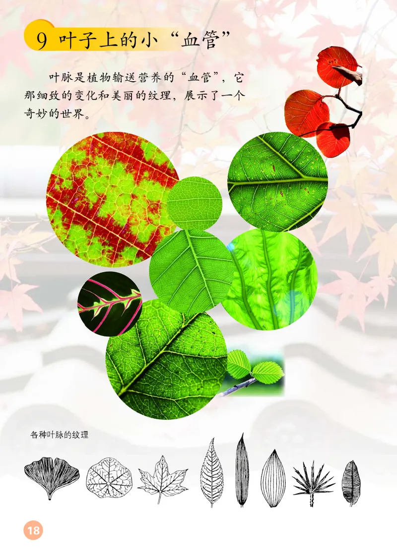 （五四）美术二年级上册_电子课本_小学电子课本_07美术_鲁教版_小学美术鲁教版1-5上册