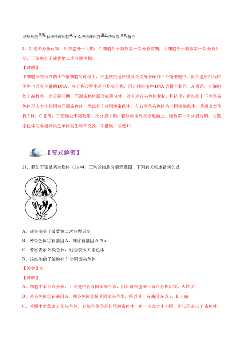 解密08有丝分裂和减数分裂（讲义）-高频考点解密2021年高考生物二轮复习讲义+分层训练_新高考复习资料_2021年新高考资料