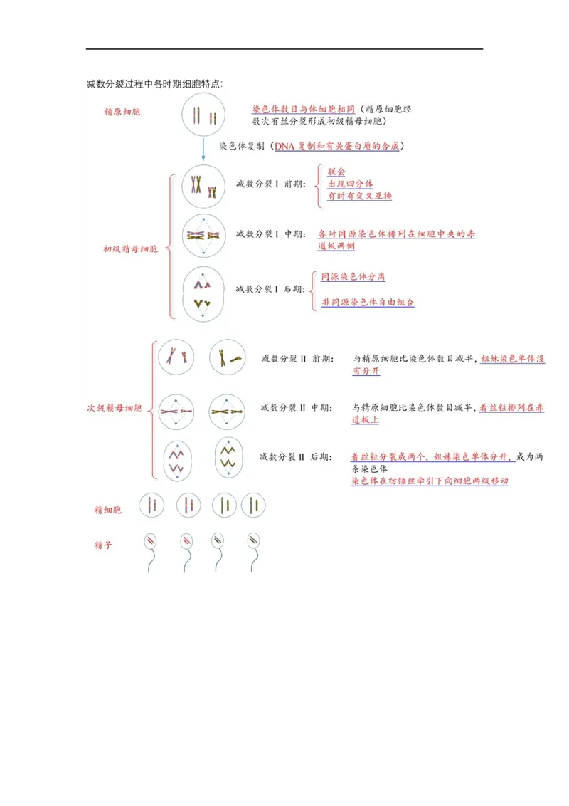 解密07遗传的细胞学基础（讲义)（教师版）_通用版（老高考）复习资料_2023年复习资料_二轮复习_高频考点解密2023年高考生物二轮复习讲义+分层训练（全国通用）