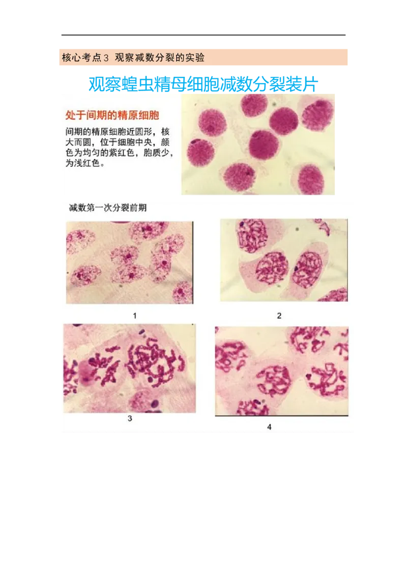 解密07遗传的细胞学基础（讲义)（教师版）_通用版（老高考）复习资料_2023年复习资料_二轮复习_高频考点解密2023年高考生物二轮复习讲义+分层训练（全国通用）